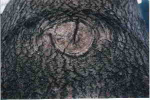 Eye Of The Tree; Actual size=240 pixels wide