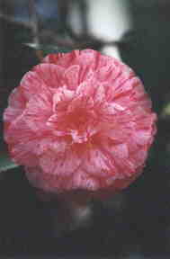 Pink Flower; Actual size=130 pixels wide