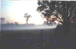 morning mist .jpg